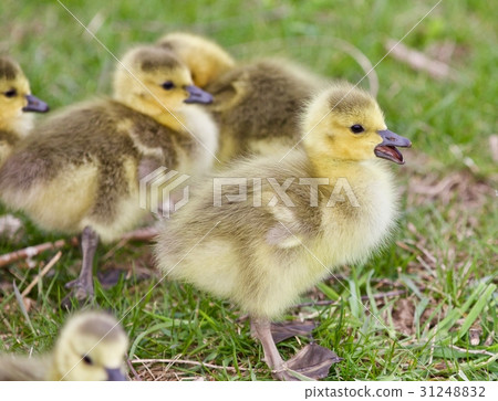 Beautiful photo with several cute funny chicks 31248832