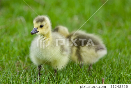 Beautiful background with two cute funny chicks 31248836