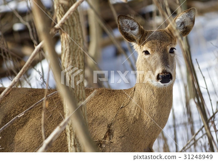Beautiful picture with a wild deer in snowy forest 31248949