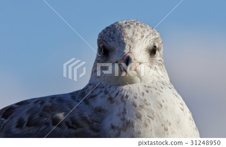 Beautiful isolated image of a cute gull 31248950