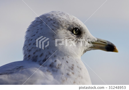Beautiful portrait of a funny gull looking aside 31248953