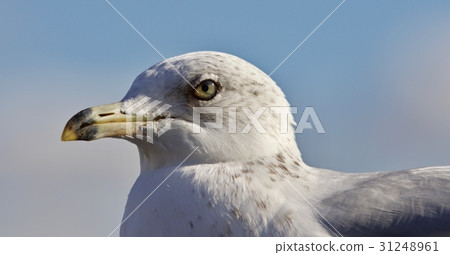 Beautiful picture of a gull and a sky 31248961