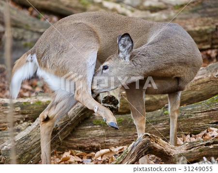 Isolated image of a cute wild deer in forest 31249055