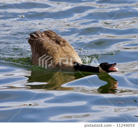 Beautiful photo of a crazy wild Canada goose 31249059