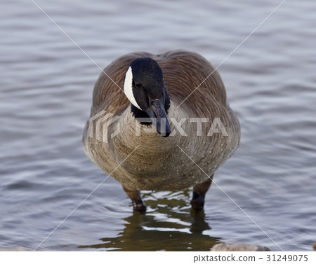 Beautiful image with a cute Canada goose in lake 31249075