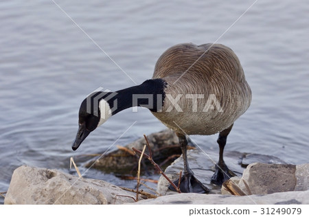 Beautiful isolated picture with a Canada goose 31249079