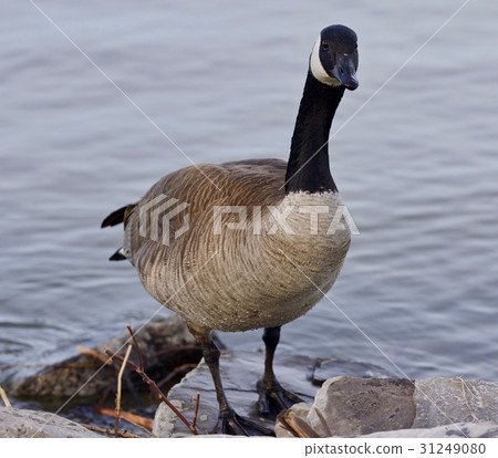 Beautiful isolated image with a cute Canada goose 31249080