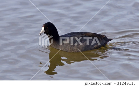 Beautiful picture with weird american coot 31249113