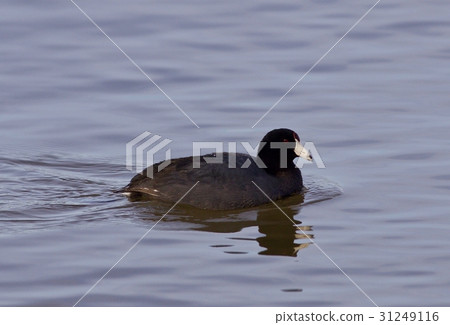 Beautiful picture with funny weird american coot 31249116