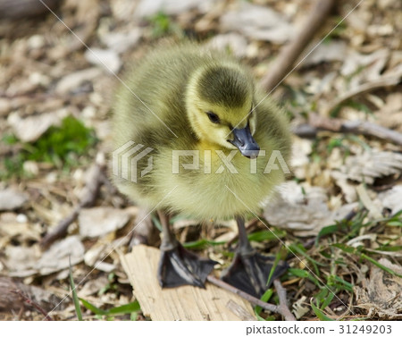 Beautiful picture of a cute chick of Canada geese 31249203