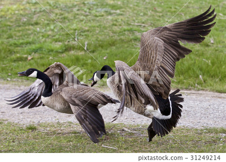 Photo of a fight between two Canada geese 31249214
