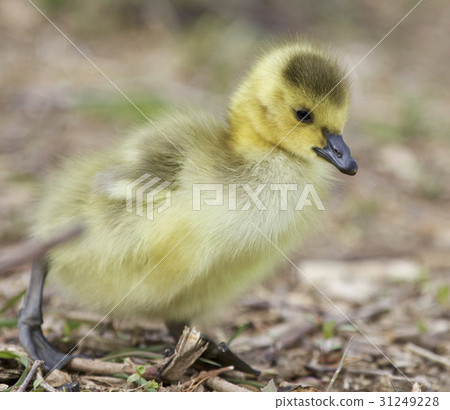 Beautiful isolated photo of chick of Canada geese 31249228