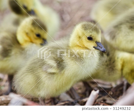 Beautiful photo of several chicks of Canada geese 31249232