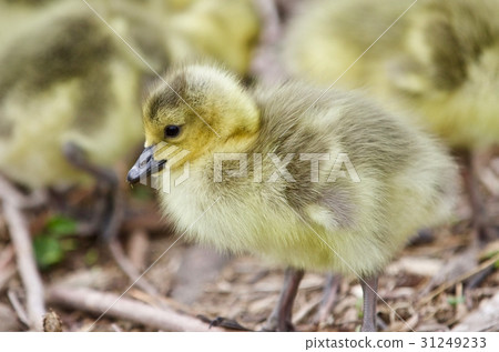 Beautiful isolated photo of chicks of Canada geese 31249233