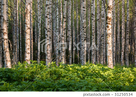 Dense ground elder vegetation in birch forest Dense ground elder vegetation in birch forest 31250534