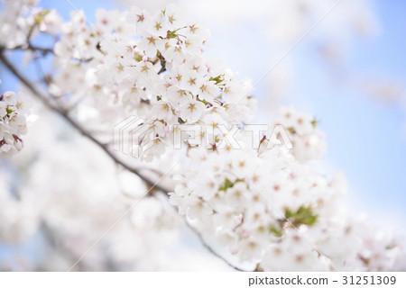 Yoshino cherry tree 31251309