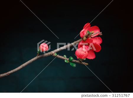 Flower Of The Japanese Quince 31251767