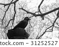 crow 31252527