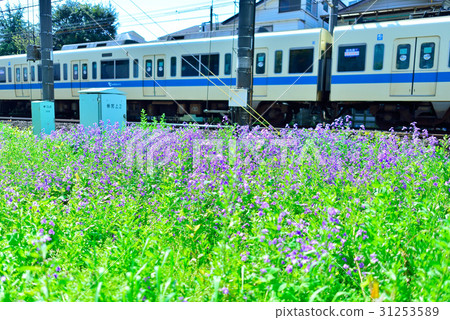 Picture of Odakyu Line and flower blue tone 31253589