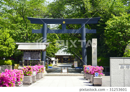  Azalea and Matsuya Shrine 31253601