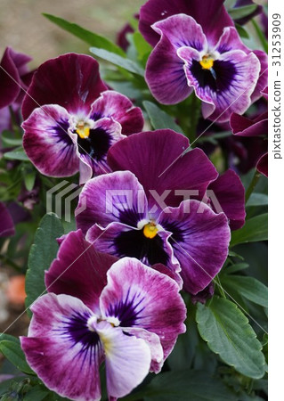 三色堇 三色堇 31253909