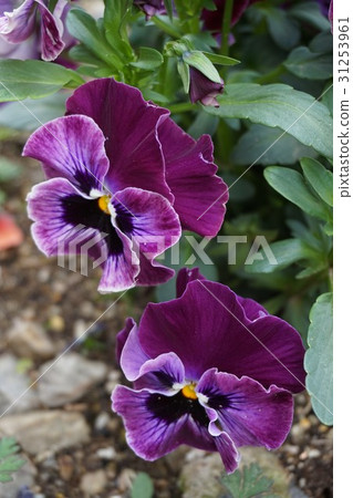 Pansy Pansy 31253961