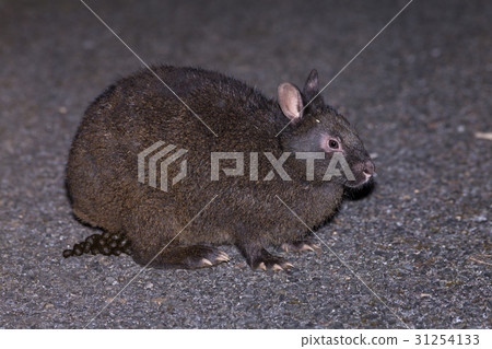 Amamino野兔 31254133