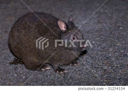 Amamino hare 31254134