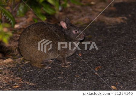 Amamino野兔 31254140