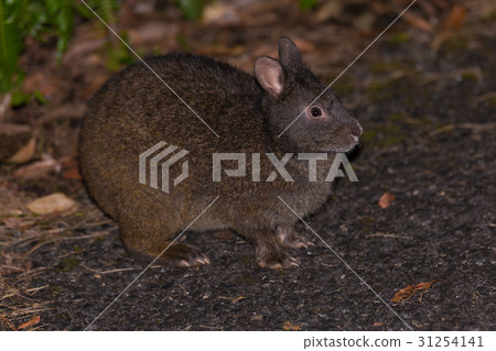 Amamino野兔 31254141