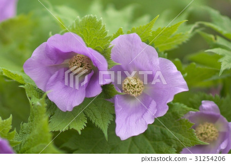 Shiraneeao in full bloom Shiraneeao in full bloom 31254206