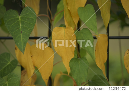 Ivy 31254472