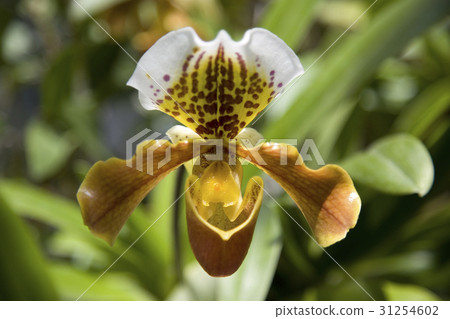 Paphiopedylum 31254602