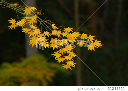 Autumn leaves Autumn leaves 31255331