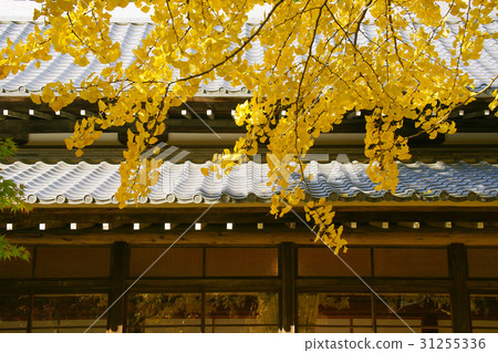 Autumn leaves 31255336