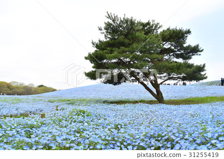 喜林草 喜林草 31255419