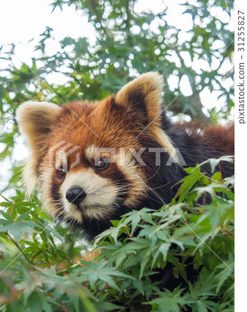 Lesser panda 31255827