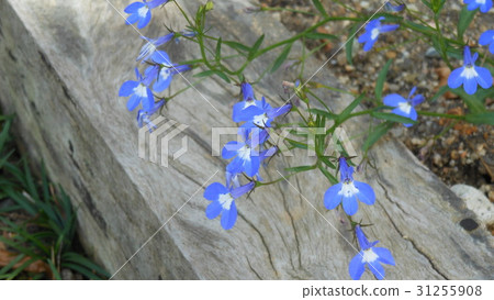 Azzurro Compact Azzurro Compact 31255908