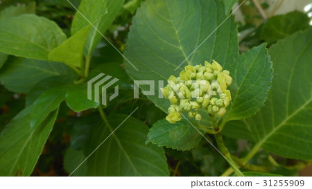 Hydrangea flower Hydrangea flower 31255909