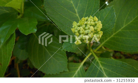 Hydrangea in early summer Hydrangea in early summer 31255910