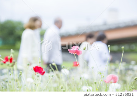 高級旅行形象 31256021