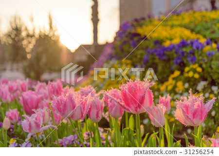 Tulip at dusk 31256254