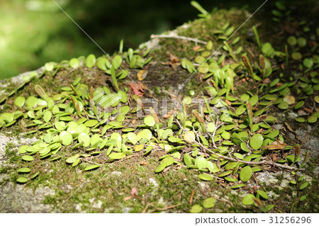 Mameuta Mameuta 31256296