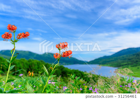 Northern Lake and flower garden in early summer 31256461
