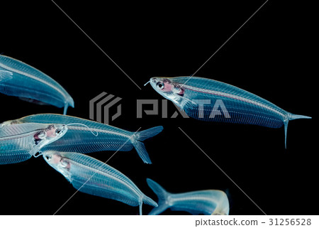 Ghost catfish, glass catfish,Kryptopterus minor Ghost catfish, glass catfish,Kryptopterus minor 31256528
