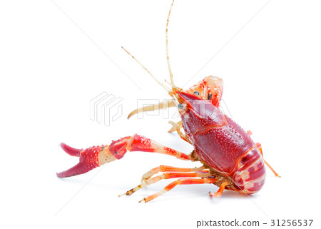 Crayfish Procambarus Clarkii Ghost  31256537