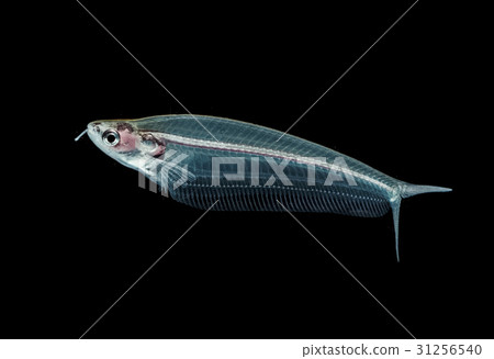 Ghost catfish, glass catfish,Kryptopterus minor  31256540