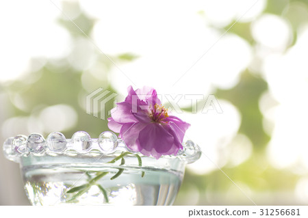 Healing on the window side 31256681