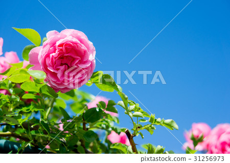 Blue sky and roses Blue sky and roses 31256973