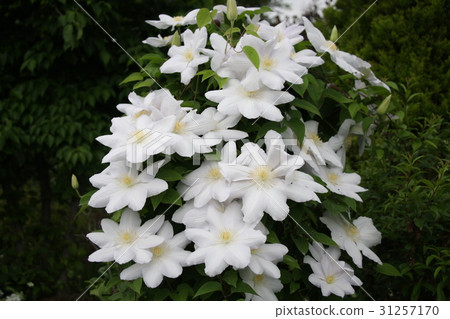 When Clematis blooms Ⅴ When Clematis blooms Ⅴ 31257170